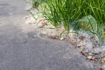 poplar fluff is on the side of the road.