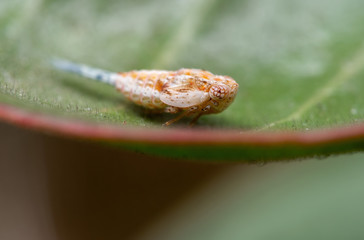 Macro Photo of Leafhopper on Green Leaf