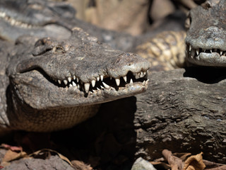 Close up Mouth of Crocodile was Sunbathing Isolated on Background