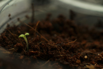 Fresh leaves of seedlings of flowers. sprouted seeds for planting