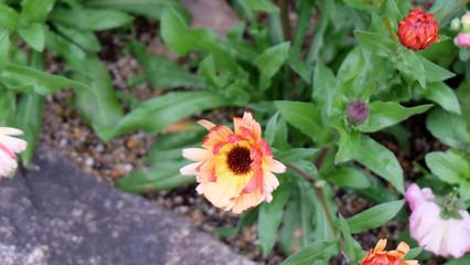 Closeup of a daisy-like flower with layers of red and white petals, growing next to roadside.