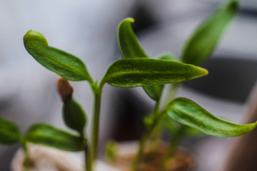 Fresh leaves of seedlings of flowers. sprouted seeds for planting