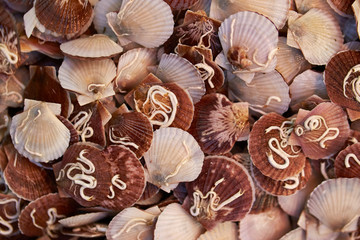 Pile of scallops at fish market 