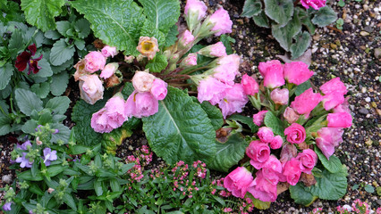 Cute pink flowers growing on the ground.