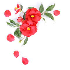 red flower of camellia isolated on a white background. floral ornament. design element - obrazy, fototapety, plakaty