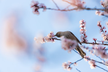 満開の杏の花と可愛いヒヨドリ