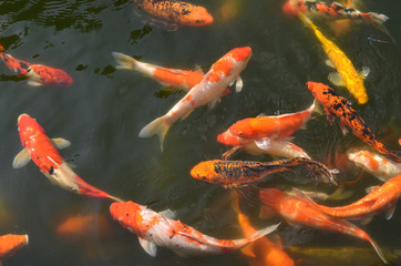 many orange fish swim in the pond outdoor