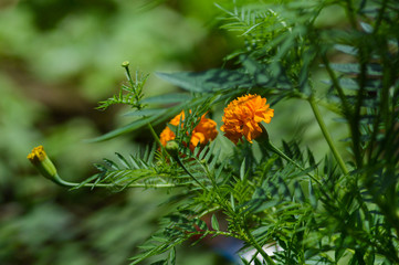 bee on yellow flower