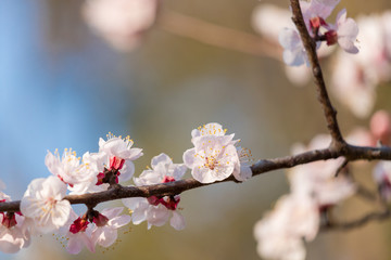 満開の杏の花