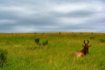 Rooi Hartebeest Relaxing at Addo Elephant National Part