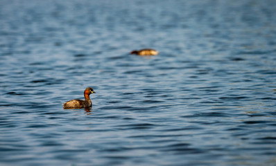 little grebe or Tachybaptus ruficollis swimming in clean blue water of keoladeo national park or bharatpur bird sanctuary, rajasthan, india