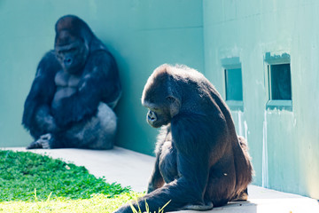 動物園のゴリラ