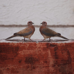 Amazing Birds - Two Dove birds looking at each other.