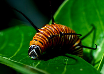Common crow caterpillar Euploea core
