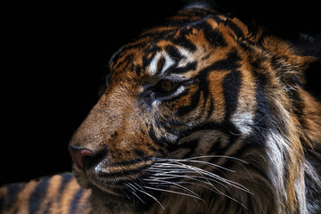 アニマルポートレート