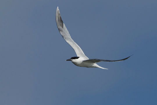 Thalasseus Bilder Durchsuchen 3,224 Archivfotos, und