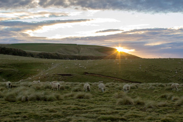 Morning Sun, South New Zealand