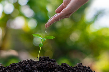 Hand watering the plants on the green bokeh background