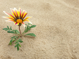 Multicolored lonely flower Gazania rigens or Gazania linearis, growing in the sand.