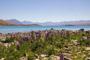 Tekapo Wild Lupins