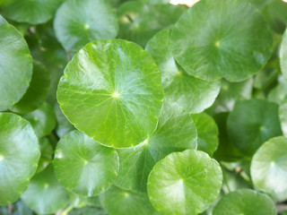 Fototapeta na wymiar centella asiatica or gotu kola leaves use as ingredient cosmetics and beauty product, including is a herb use for health care concept.