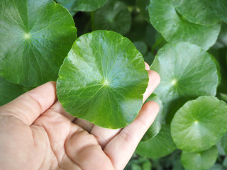 centella asiatica or gotu kola leaves on hand woman use as ingredient cosmetics and beauty product, including is a herb use for health care concept. - obrazy, fototapety, plakaty