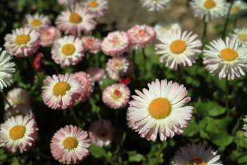 Wild asters. A flower bed.