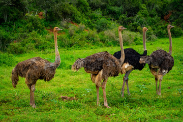 Ostriches At Addo Elephant National Park