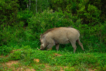Warthog Foraging At Addo Elephant National Park
