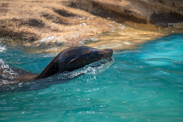 動物園の可愛いカリフォルニアアシカ