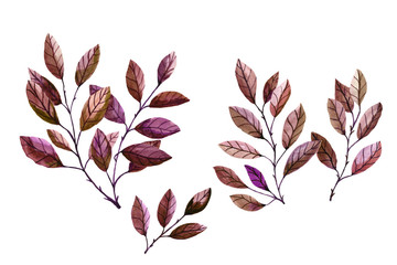 Set of autumn leaves of aspen, olive, laurel tree. Sprigs are painted in watercolor. Design by brush, paints of botanical elements on a white background. Set of isolated elements.