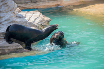 動物園のカリフォルニアアシカ