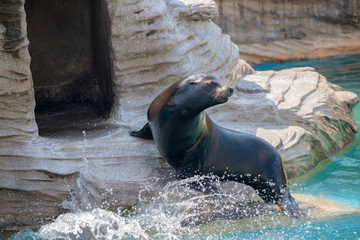 動物園のカリフォルニアアシカ