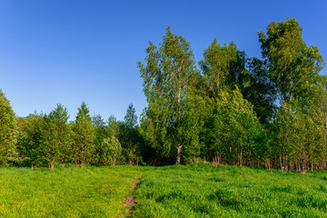 Landscape with a forest glade and a path at sunset