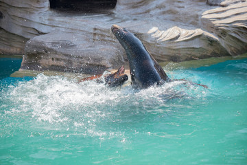 動物園のカリフォルニアアシカ
