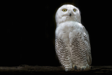 アニマルポートレート