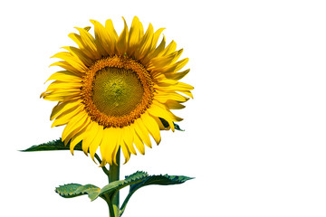 sunflower isolated on white background