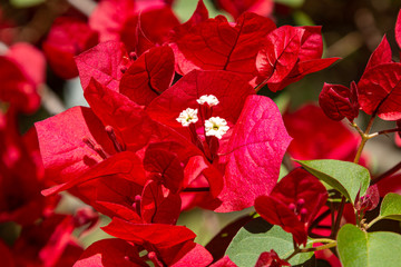 bougainville vermelhos close-up 