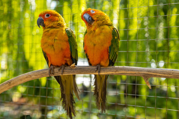 Beautiful parakeet