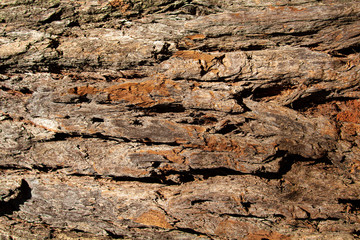marrom, velho natureza, casca, papel de parede, natural