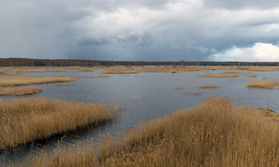 view from tower to bog lake, many reeds