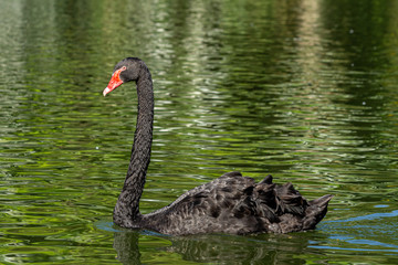 cisne-negro nadando no lago