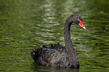 cisne-negro no lago