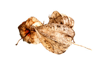 Fototapeta premium plant seeds isolated on white background