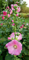 Fototapeta na wymiar Hollyhocks flower in a garden.