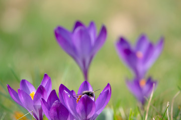 Hummel schaut aus Krokus Blüte