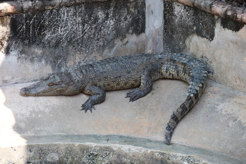crocodile with open mouth