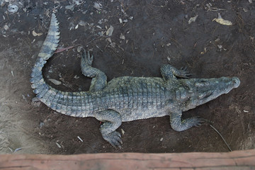crocodile