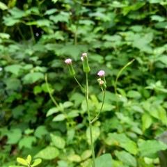 Obraz premium Emilia sonchifolia (lilac tassel flower, Cacalia sonchifolia L.) with natural background