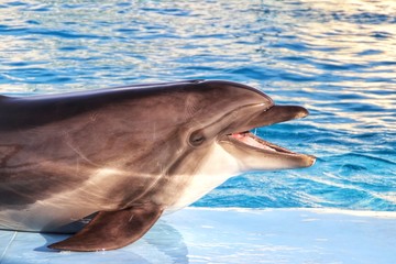 Obraz premium dolphin in water